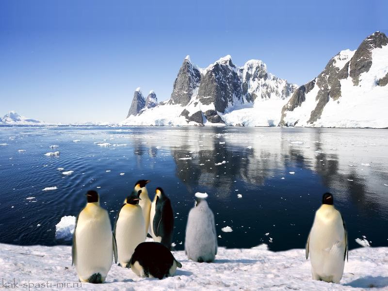 пингвины в Антарктиде фото